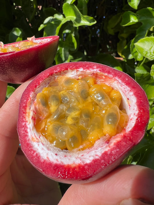 Passion Fruit - Passiflora