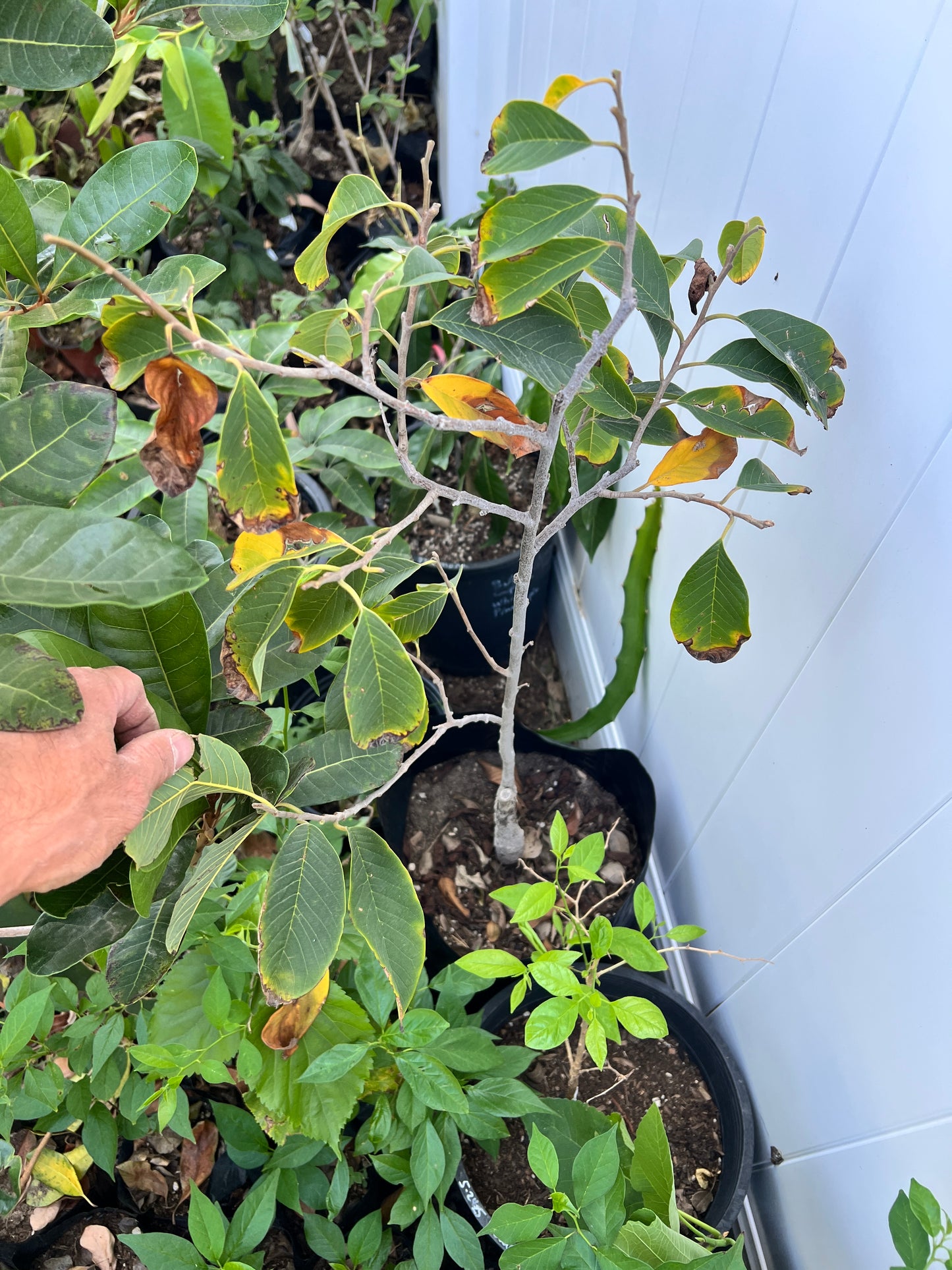 Cherilata - Annona cherimola x reticulata