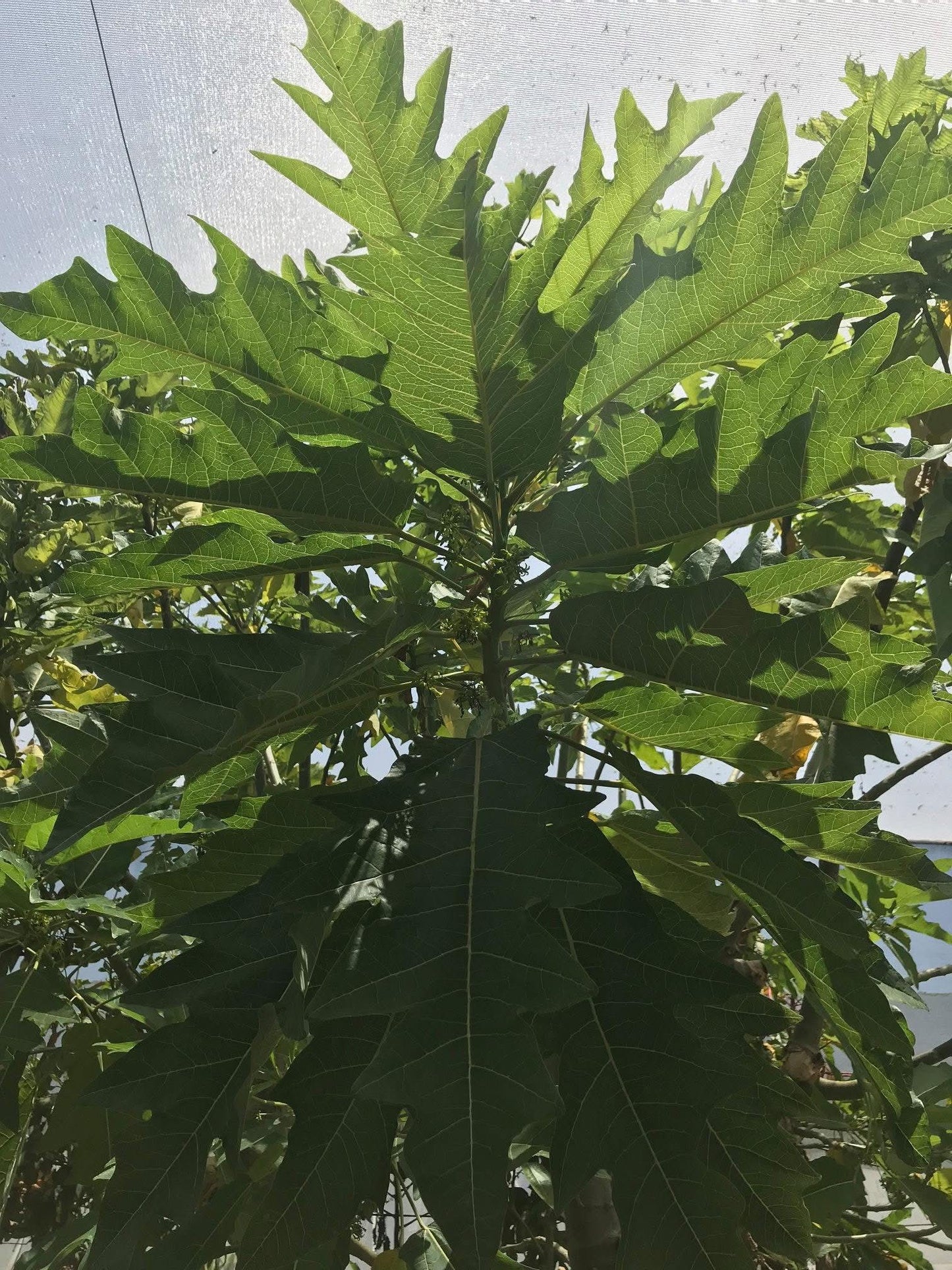 Oak Leaf Papaya - Vasconcellea quercifolia