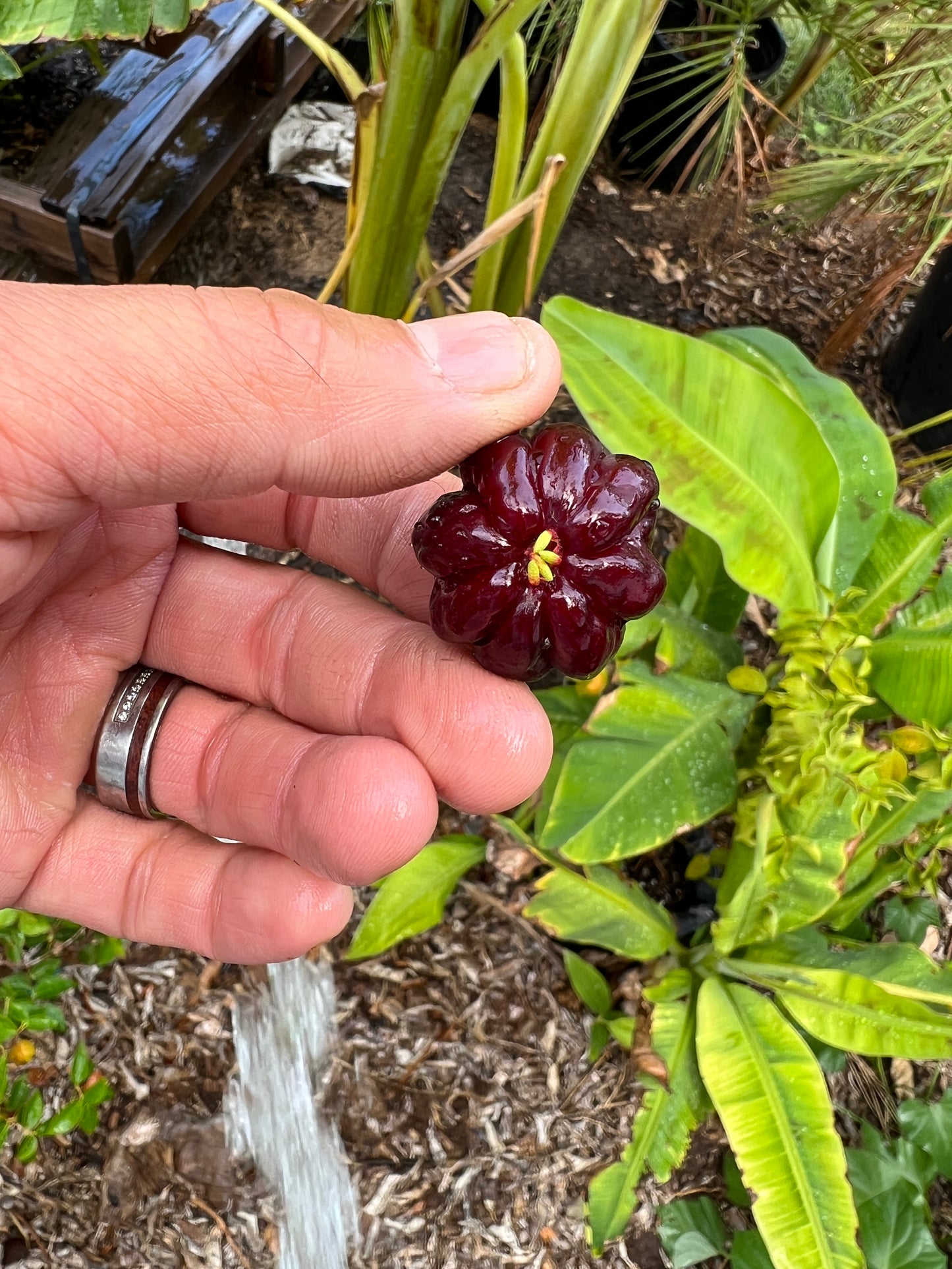 Surinam Cherry - Eugenia uniflora