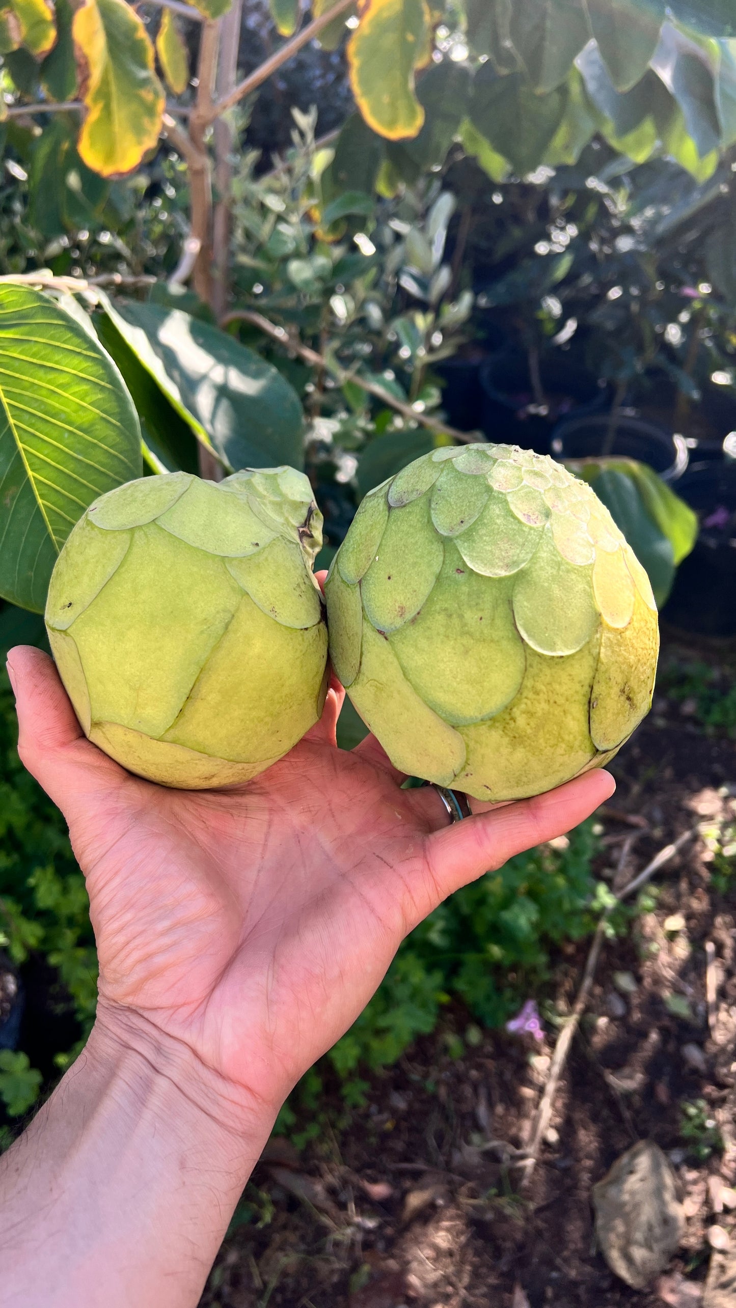 Cherimoya - Annona cherimola