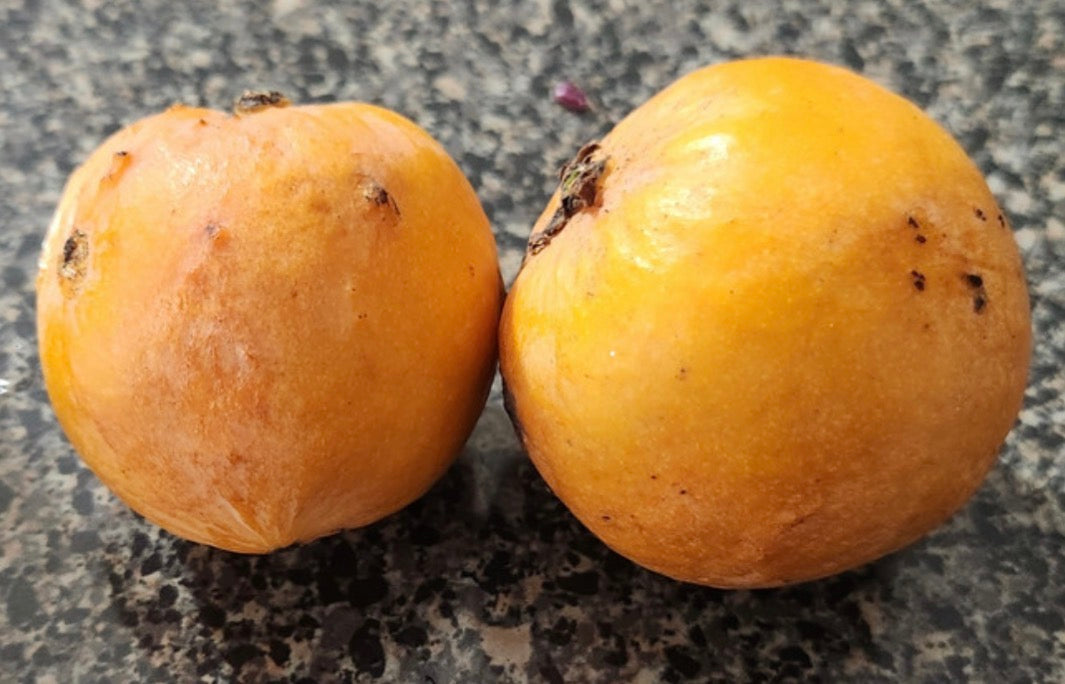 Luc's Garcinia ‘Orangey’ - Garcinia sp.
