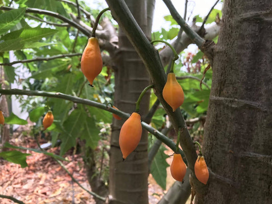 Oak Leaf Papaya - Vasconcellea quercifolia