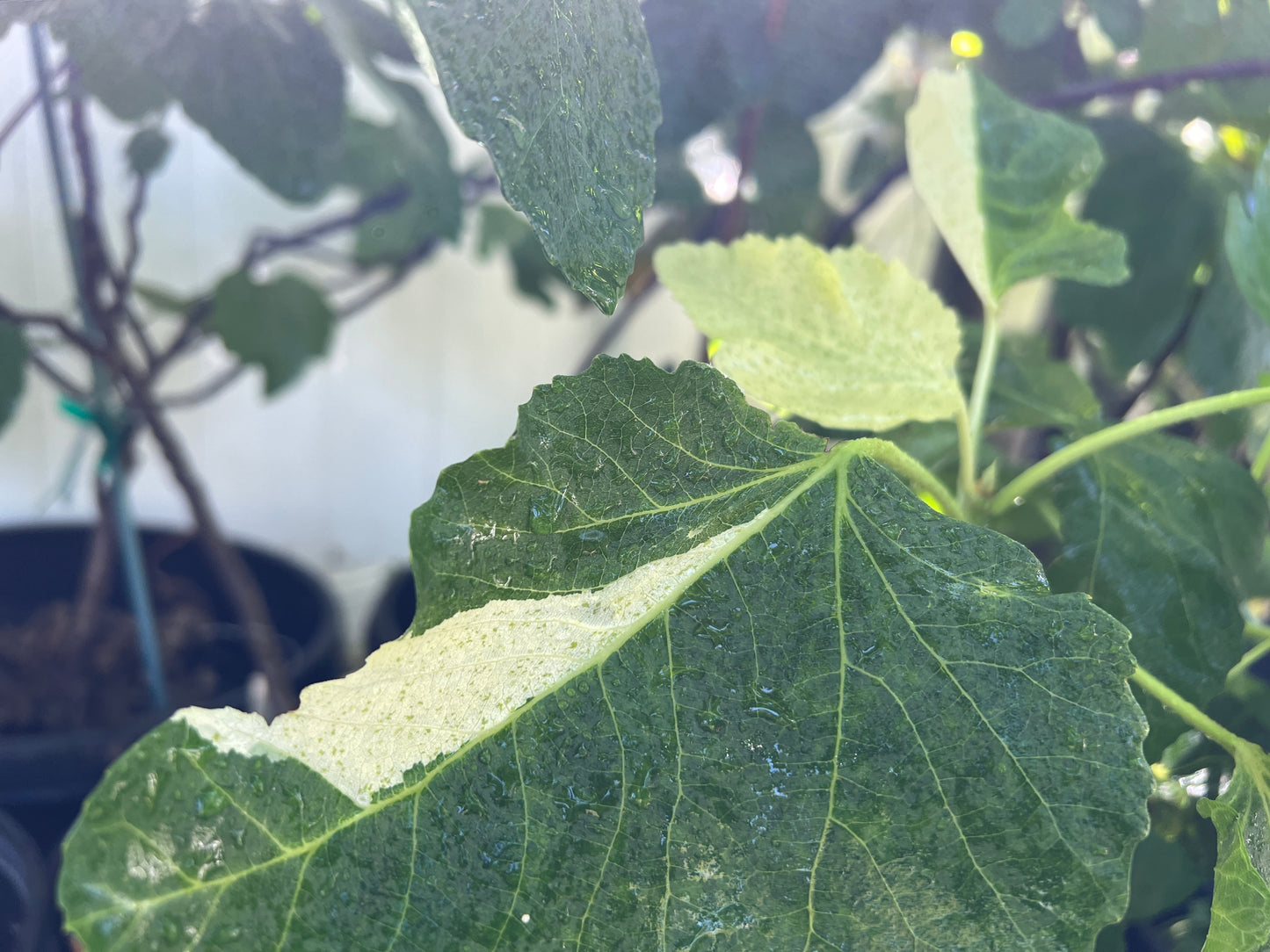 Fig - Ficus carica