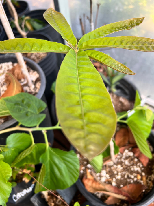 Butter Sapote - Pouteria butyrocarpa