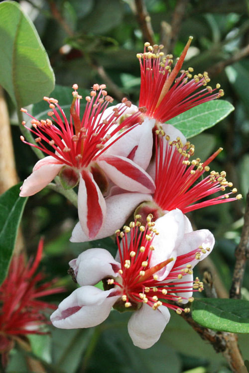 Pineapple Guava Feijoa - Acca sellowiana