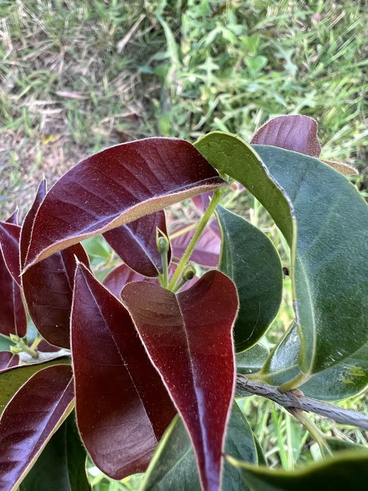 Guabiju - Myrcianthes pungens