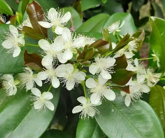 Grumichama - Eugenia brasiliensis