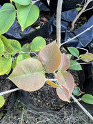 Guabiju - Myrcianthes pungens