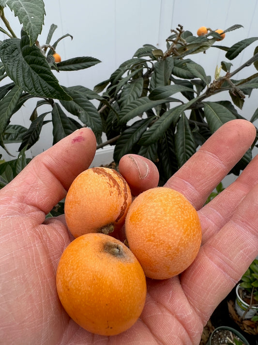 Loquat - Eriobotrya japonica