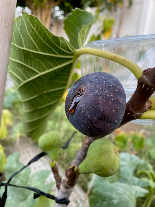 Fig - Ficus carica