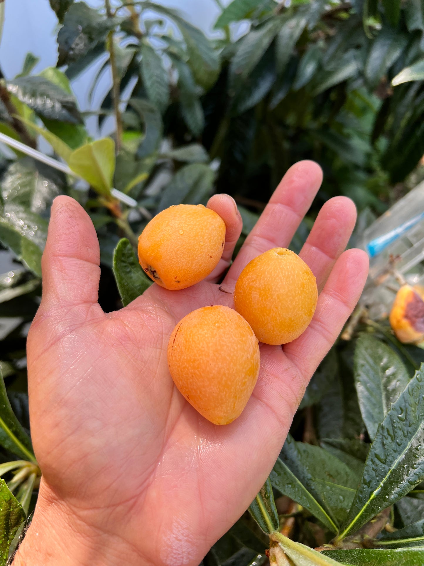 Loquat - Eriobotrya japonica