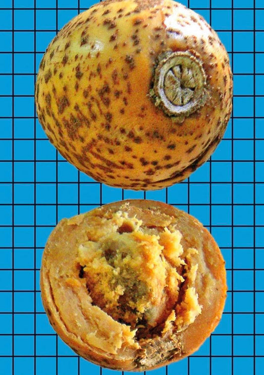 Butter Sapote - Pouteria butyrocarpa