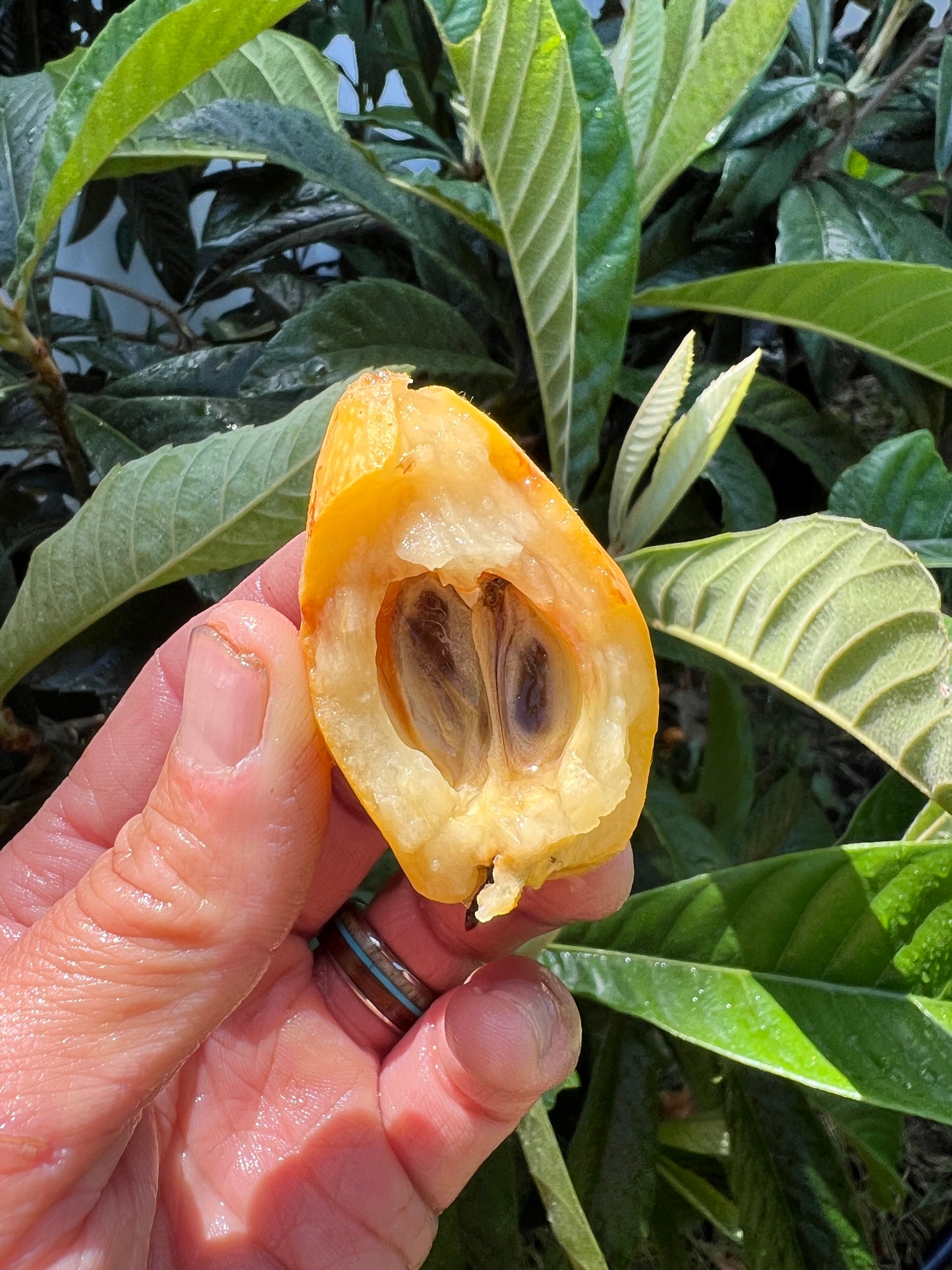 Loquat - Eriobotrya japonica