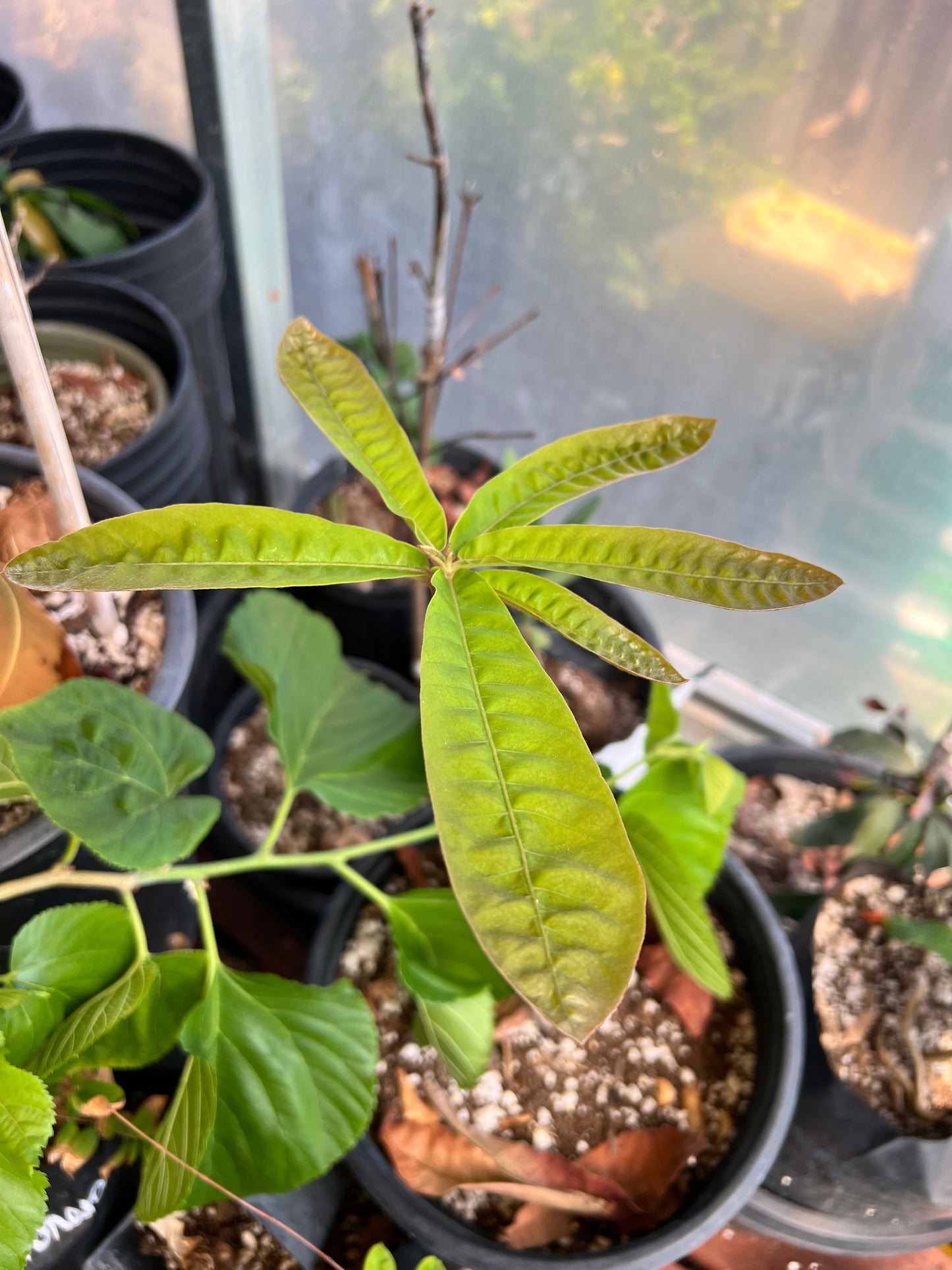 Butter Sapote - Pouteria butyrocarpa