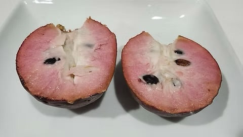 Cherilata - Annona cherimola x reticulata