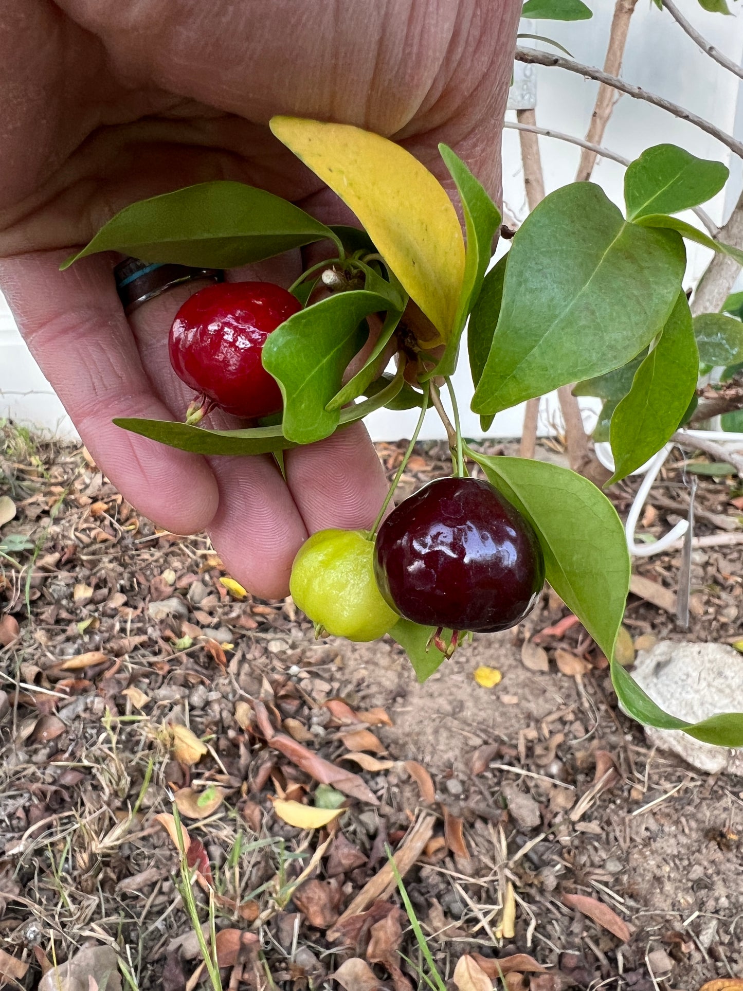 Surinam Cherry - Eugenia uniflora