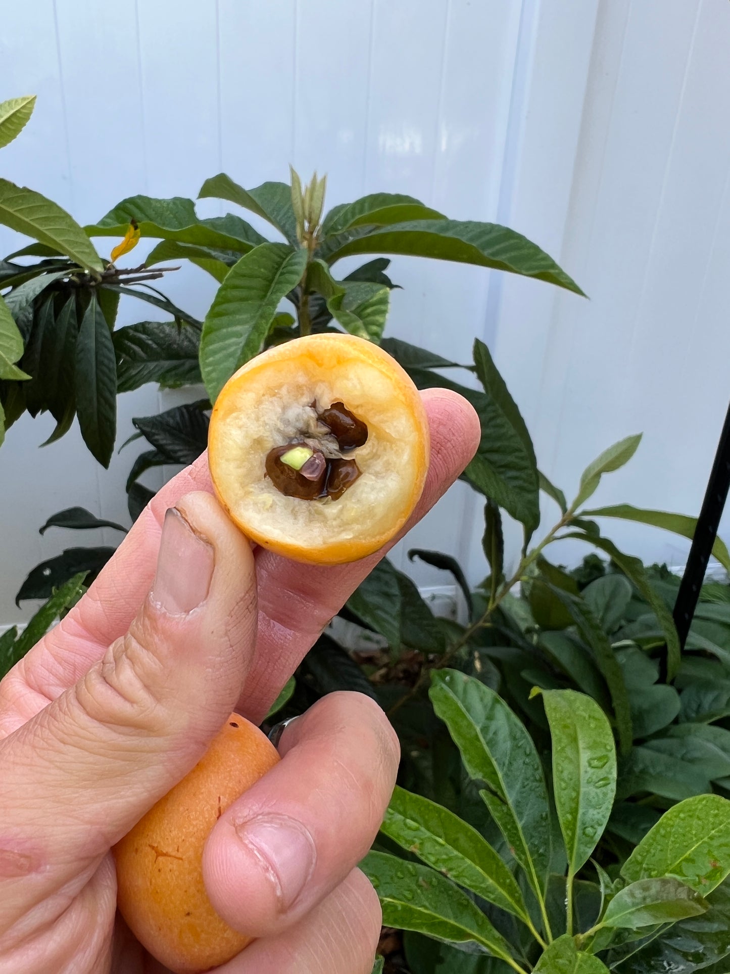 Loquat - Eriobotrya japonica