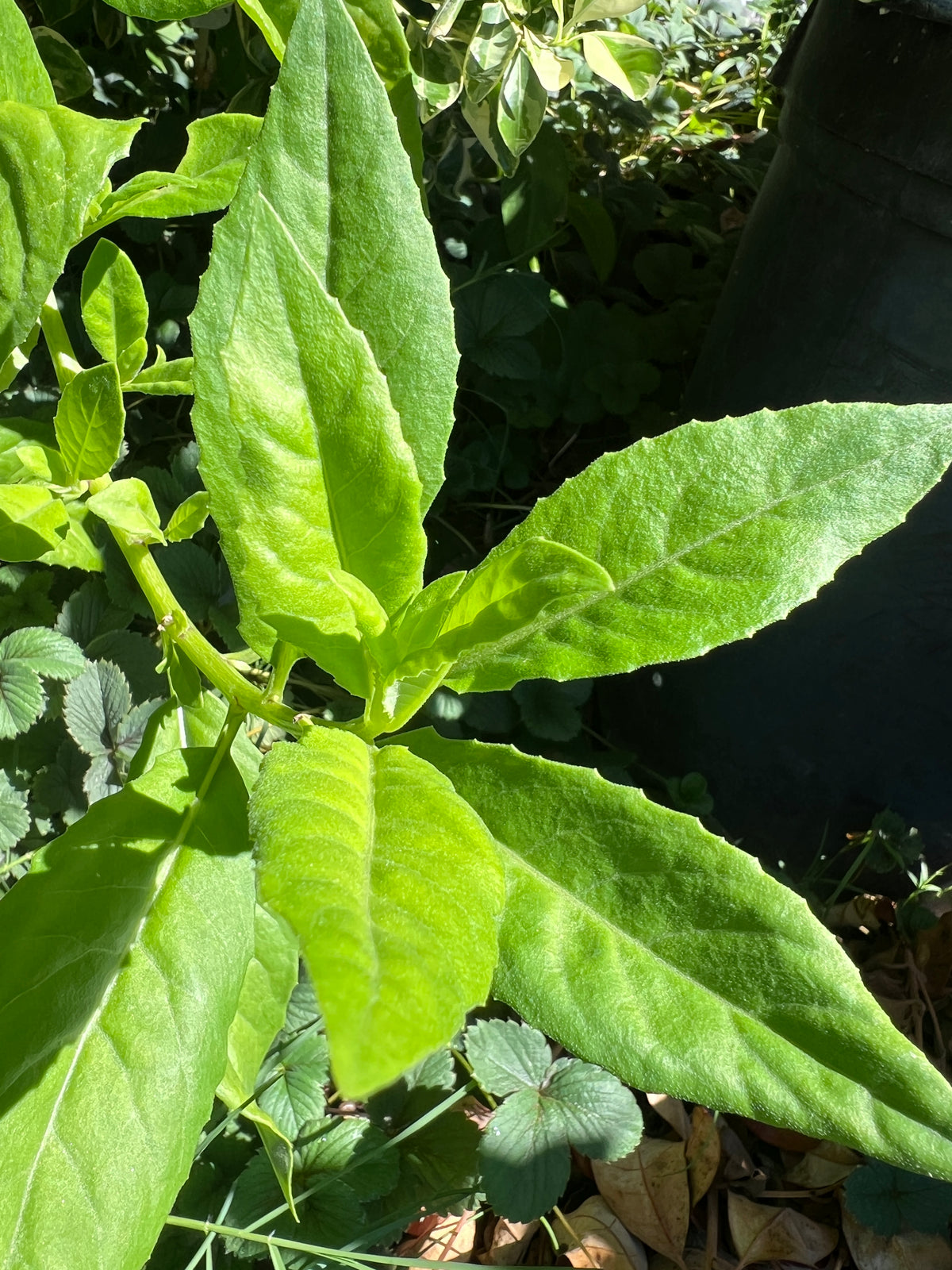 Longevity Spinach - Gynura procumbens