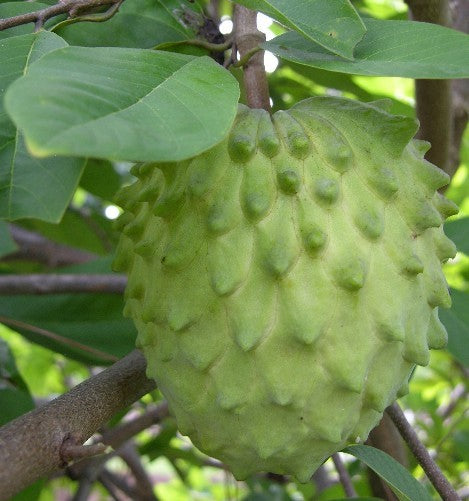 Atemoya - Annona cherimola x squamosa
