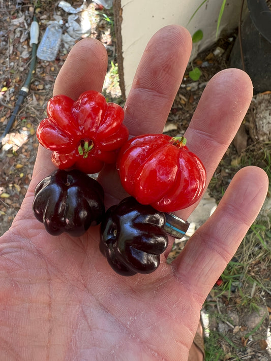 Surinam Cherry - Eugenia uniflora