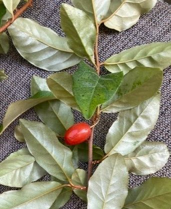 Catherine’s Find Goumi- Elaeagnus hybrid