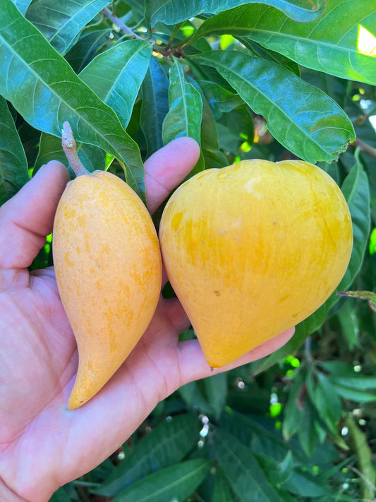 Canistel - Pouteria campechiana