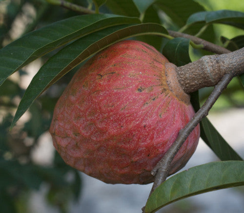 Cherilata - Annona cherimola x reticulata