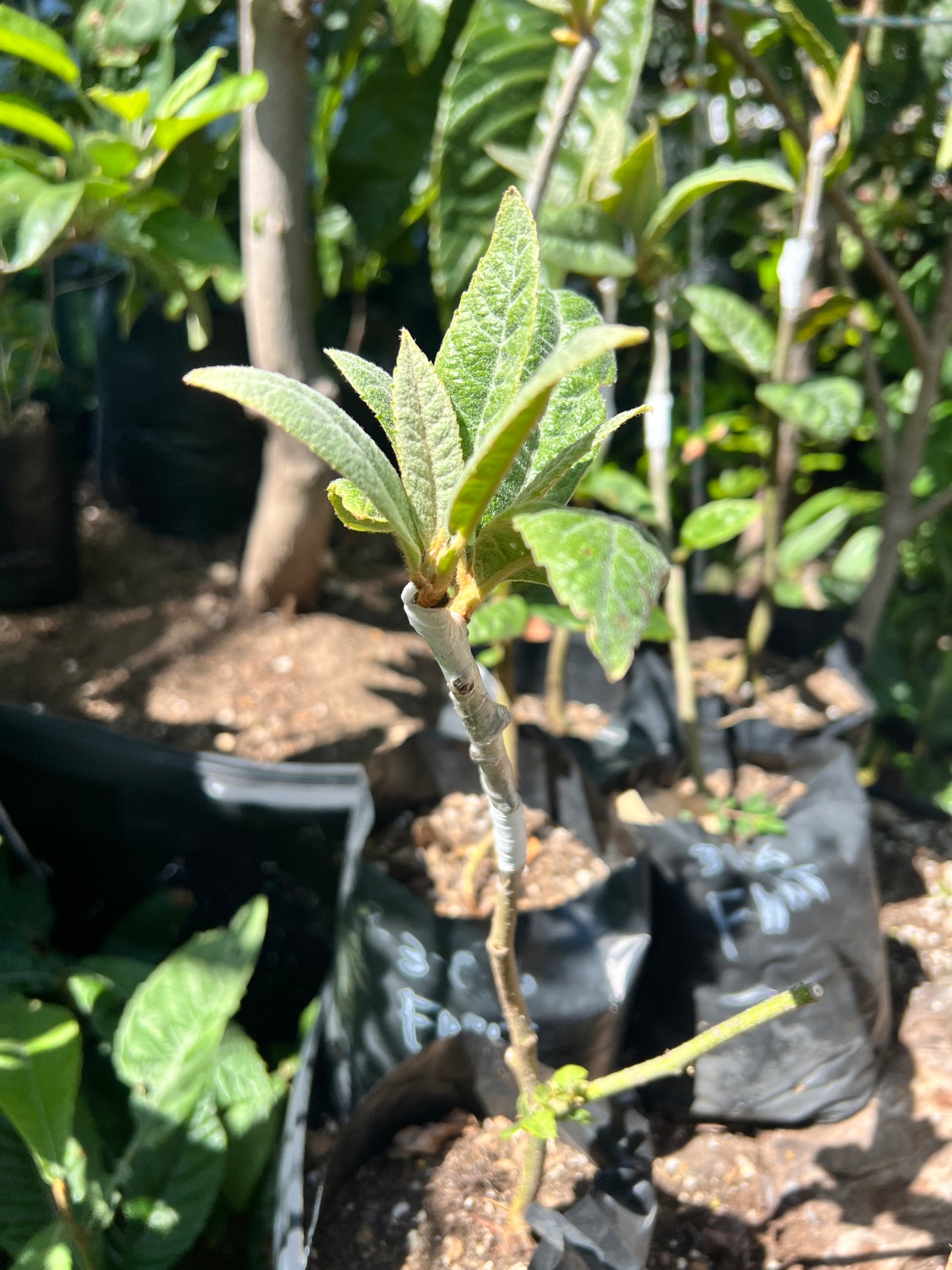 Loquat - Eriobotrya japonica