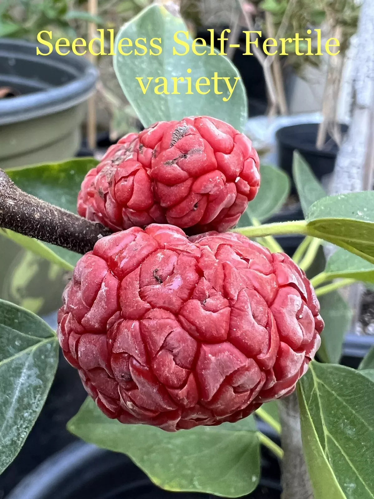 Che - Cudrania tricuspidata