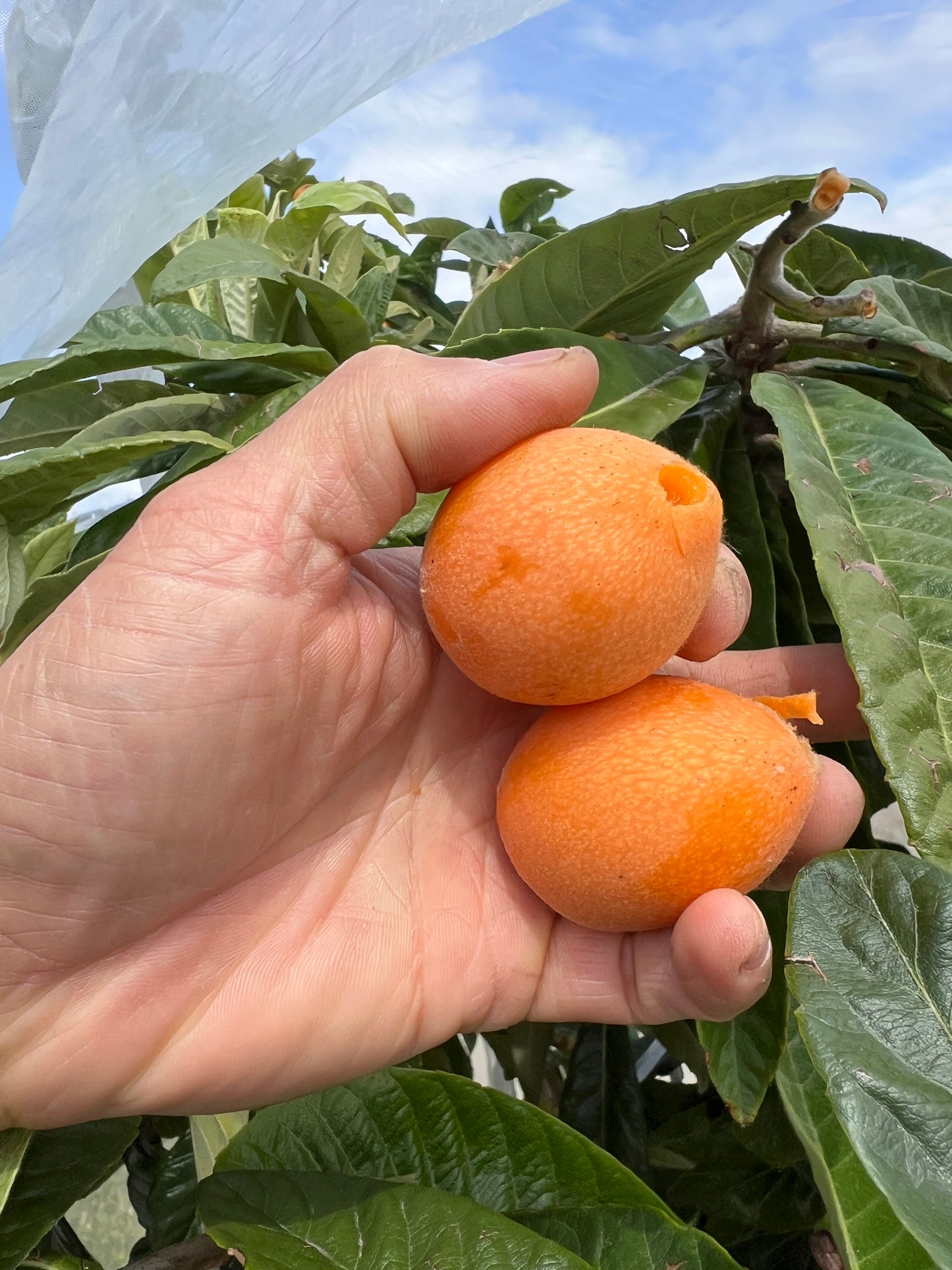 Loquat - Eriobotrya japonica