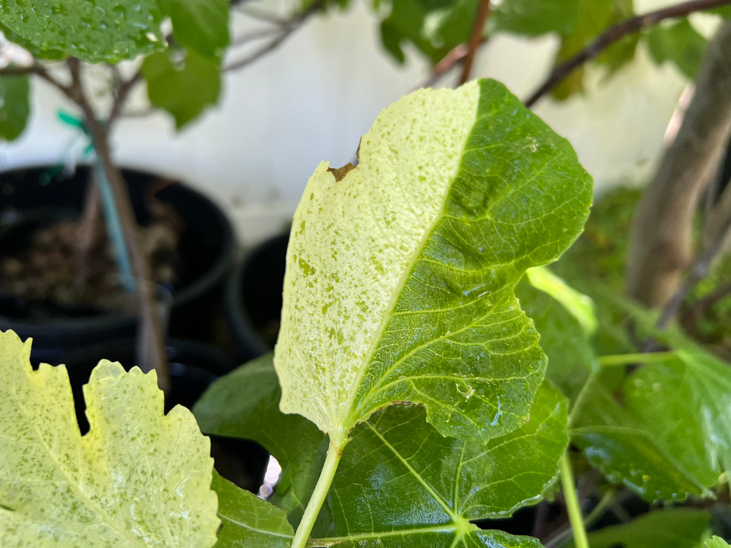 Fig - Ficus carica