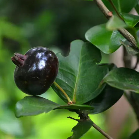 Dwarf Grumichama - Eugenia itaguahiensis