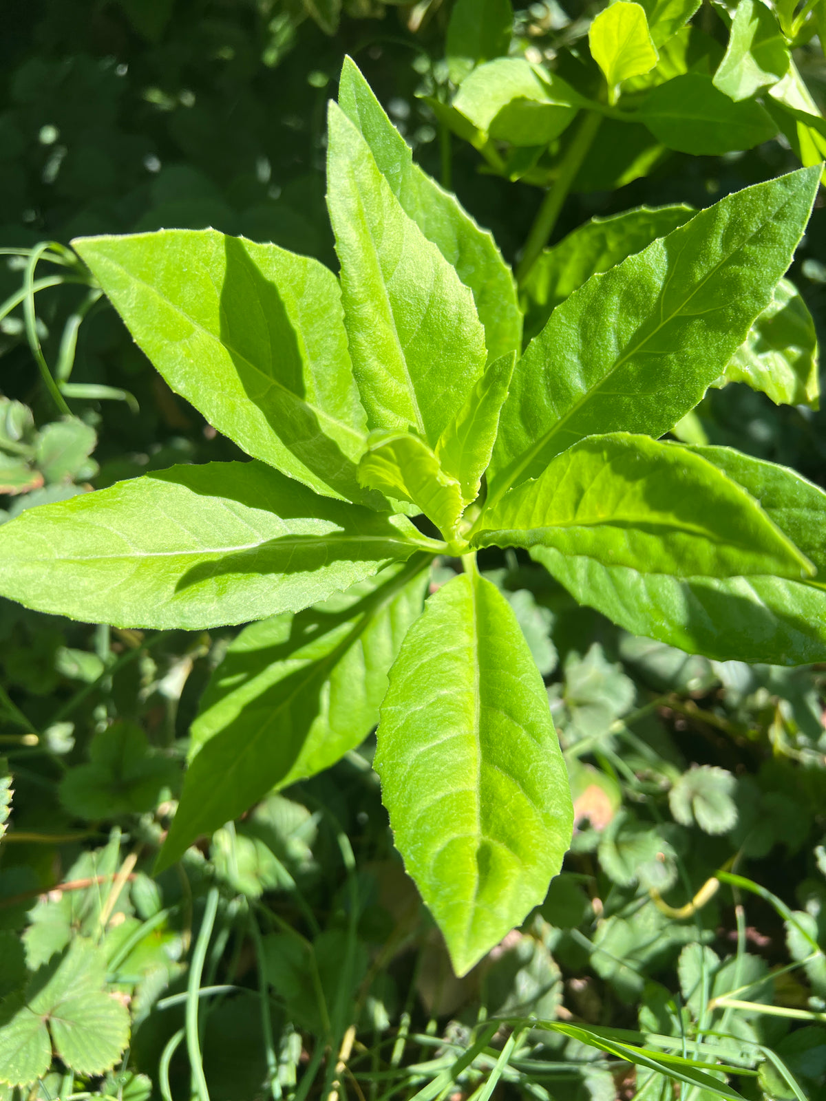 Longevity Spinach - Gynura procumbens