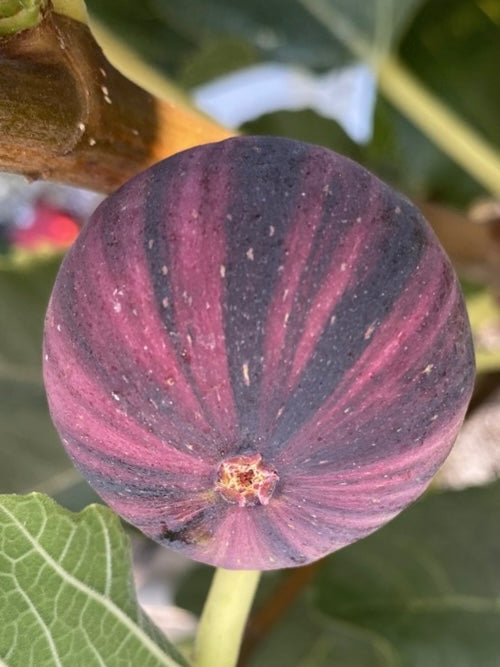 Fig - Ficus carica