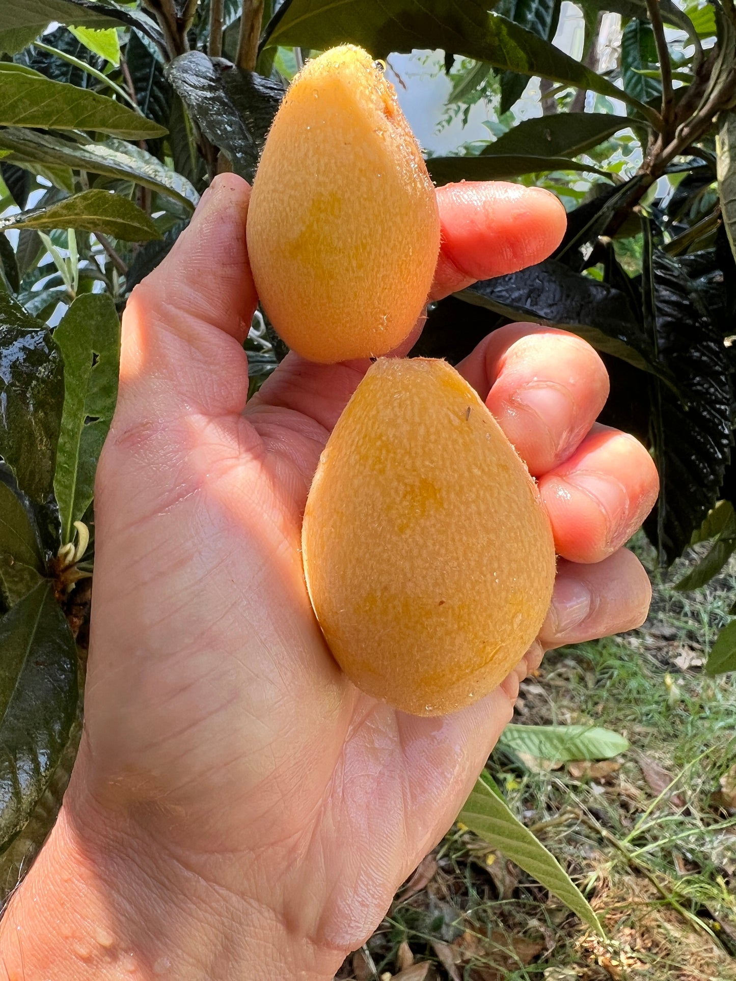 Loquat - Eriobotrya japonica