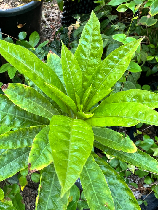 Canistel - Pouteria campechiana