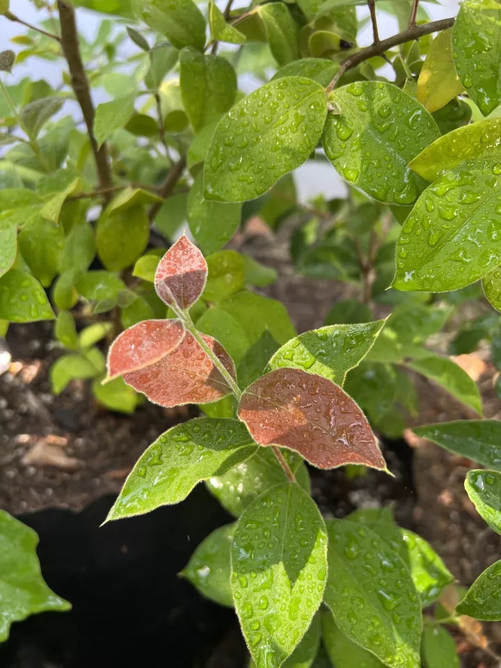 Guabiju - Myrcianthes pungens