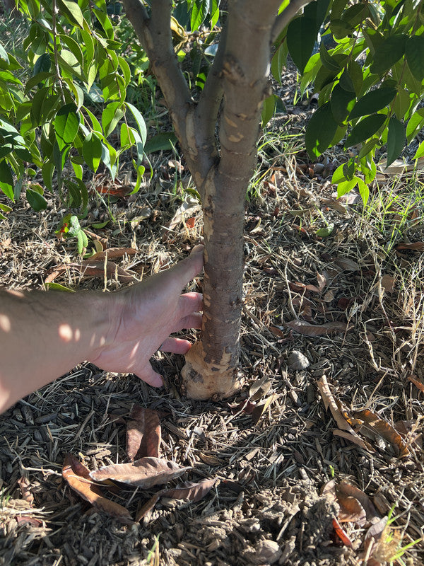 Guabiju - Myrcianthes pungens