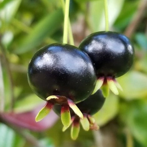 Grumichama - Eugenia brasiliensis – Nature's Candy Fruit Tree Nursery, LLC