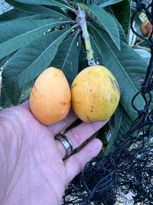 Loquat - Eriobotrya japonica