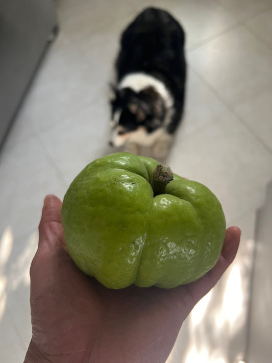White / Yellow Sapote - Casimiroa edulis / tetrameria