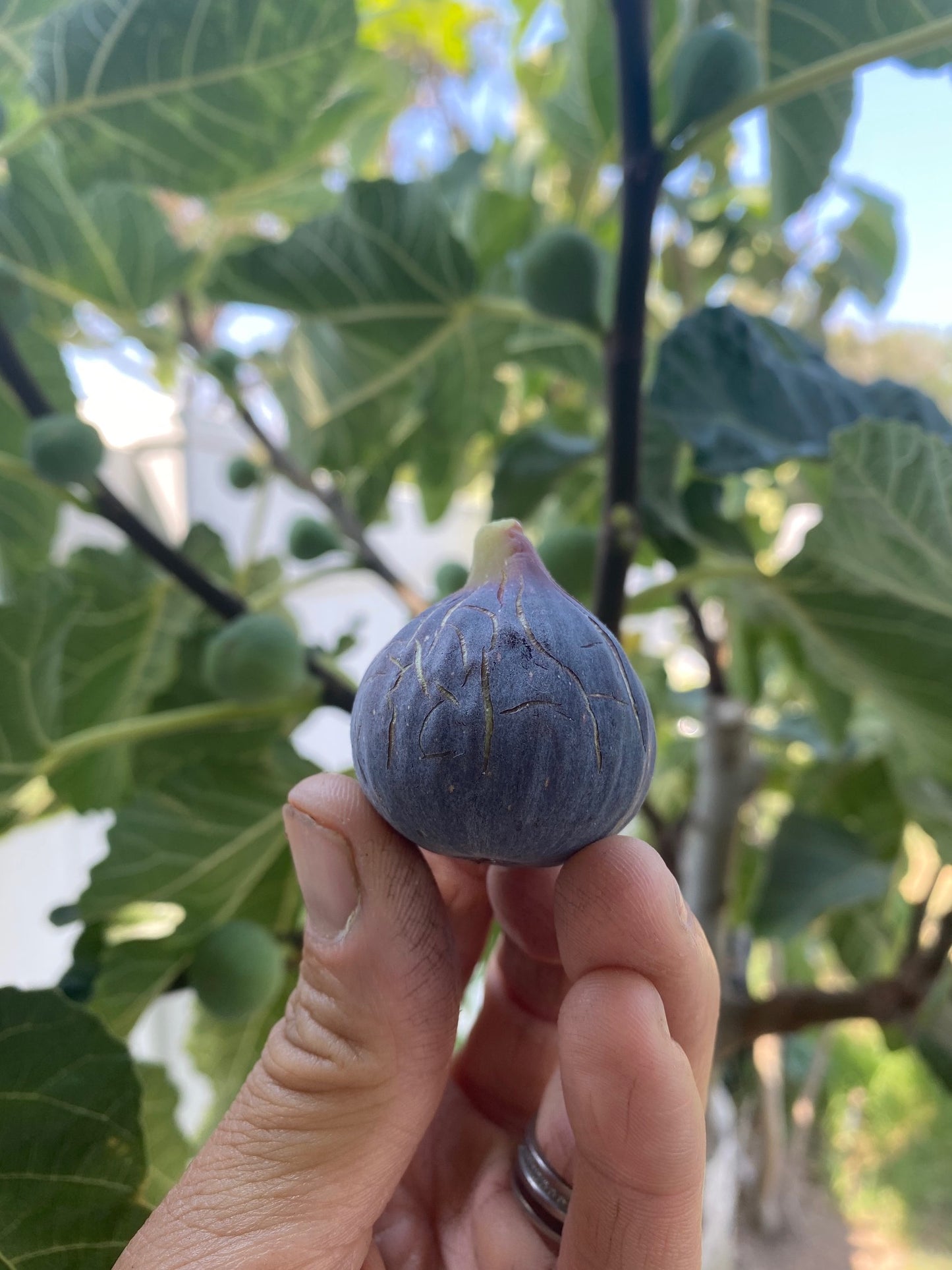 Fig - Ficus carica