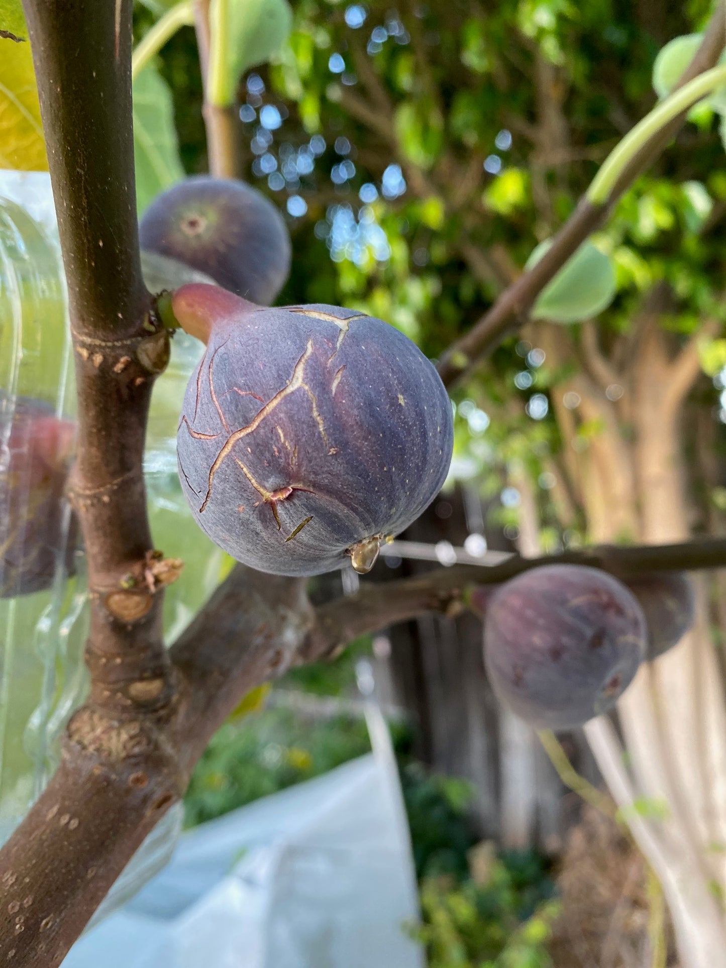 Fig - Ficus carica