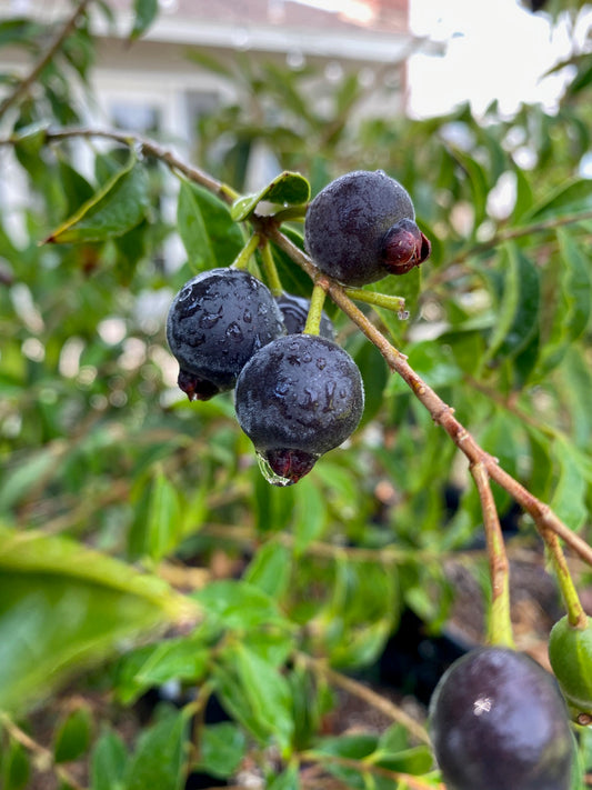 Guabiju - Myrcianthes pungens