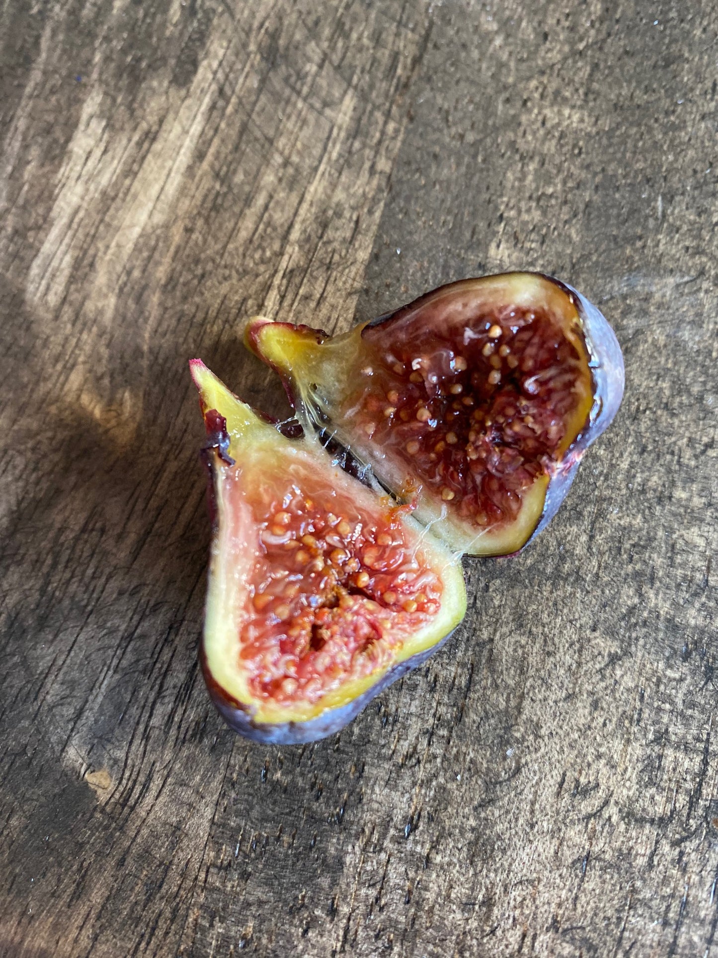 Fig - Ficus carica