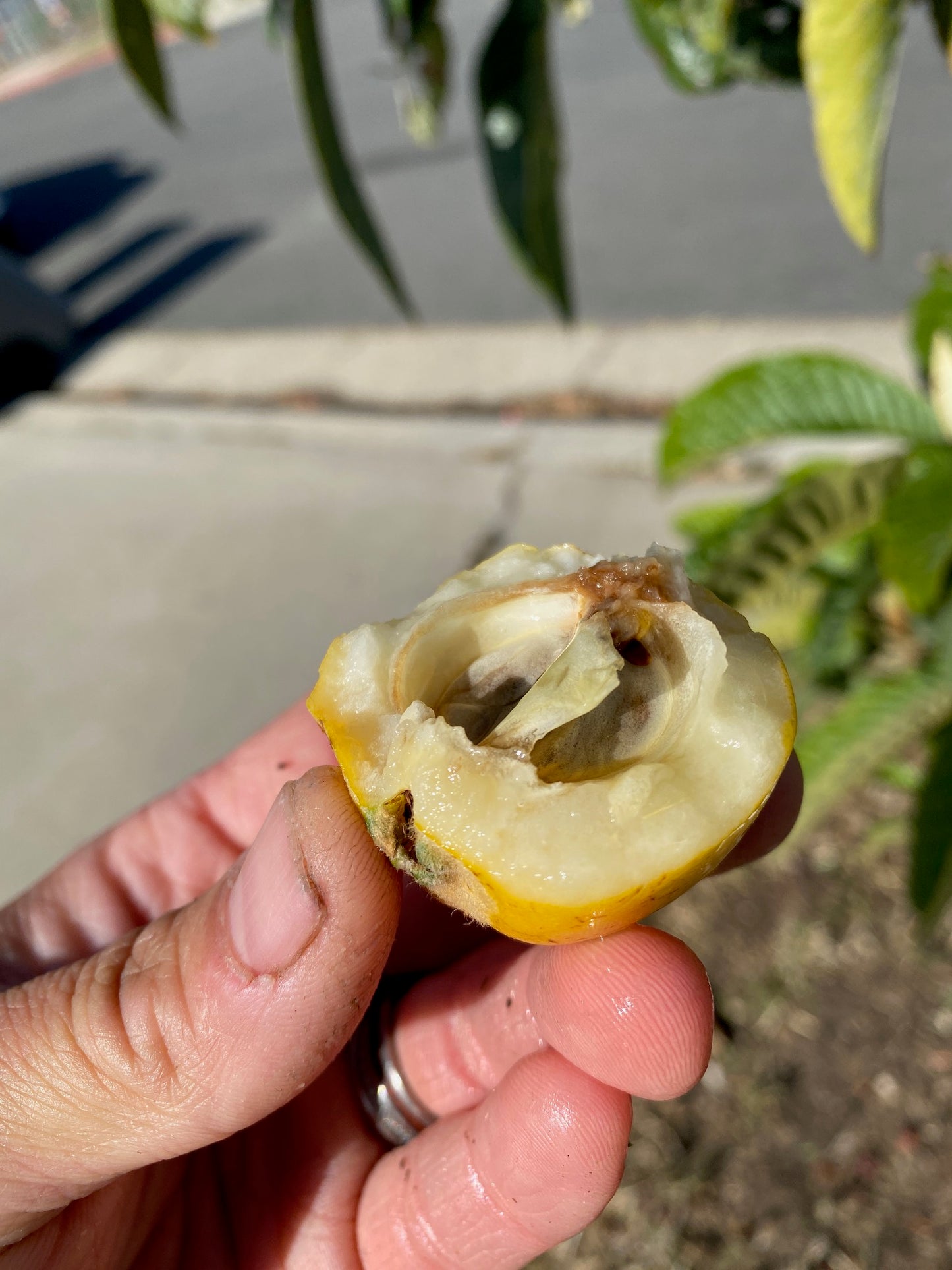 Loquat - Eriobotrya japonica (Large)