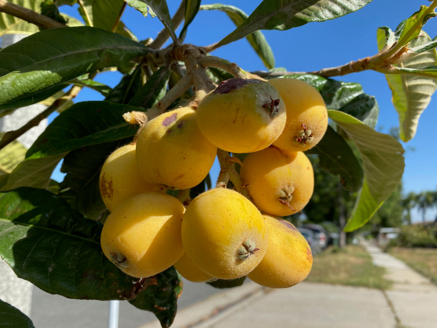 Loquat - Eriobotrya japonica (Large)