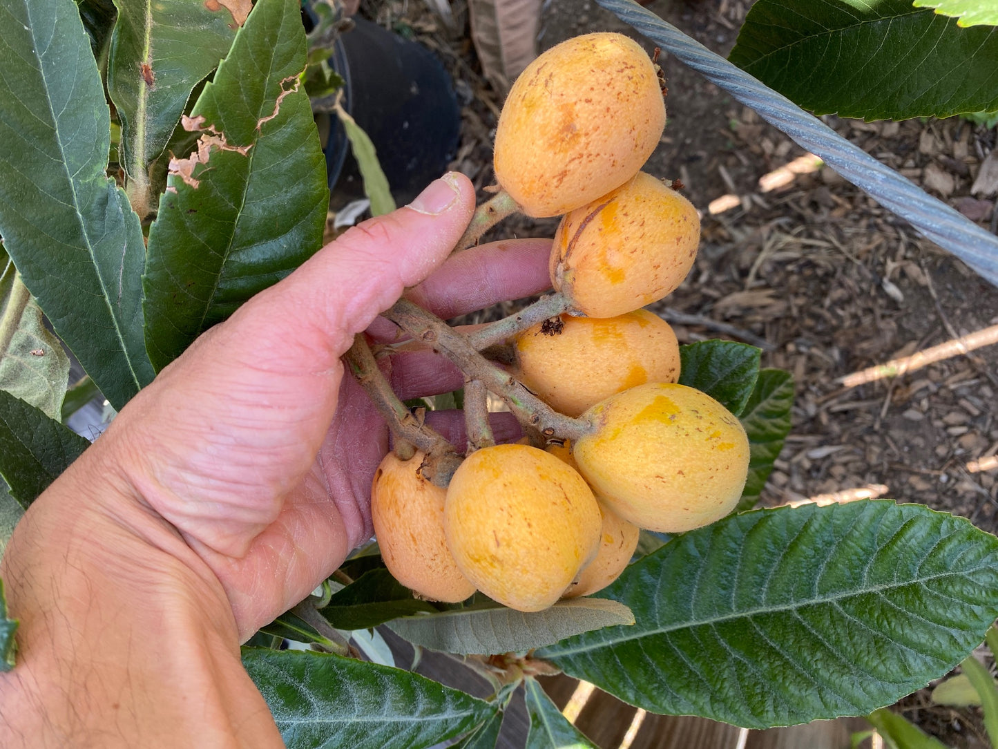 Loquat - Eriobotrya japonica (Large)