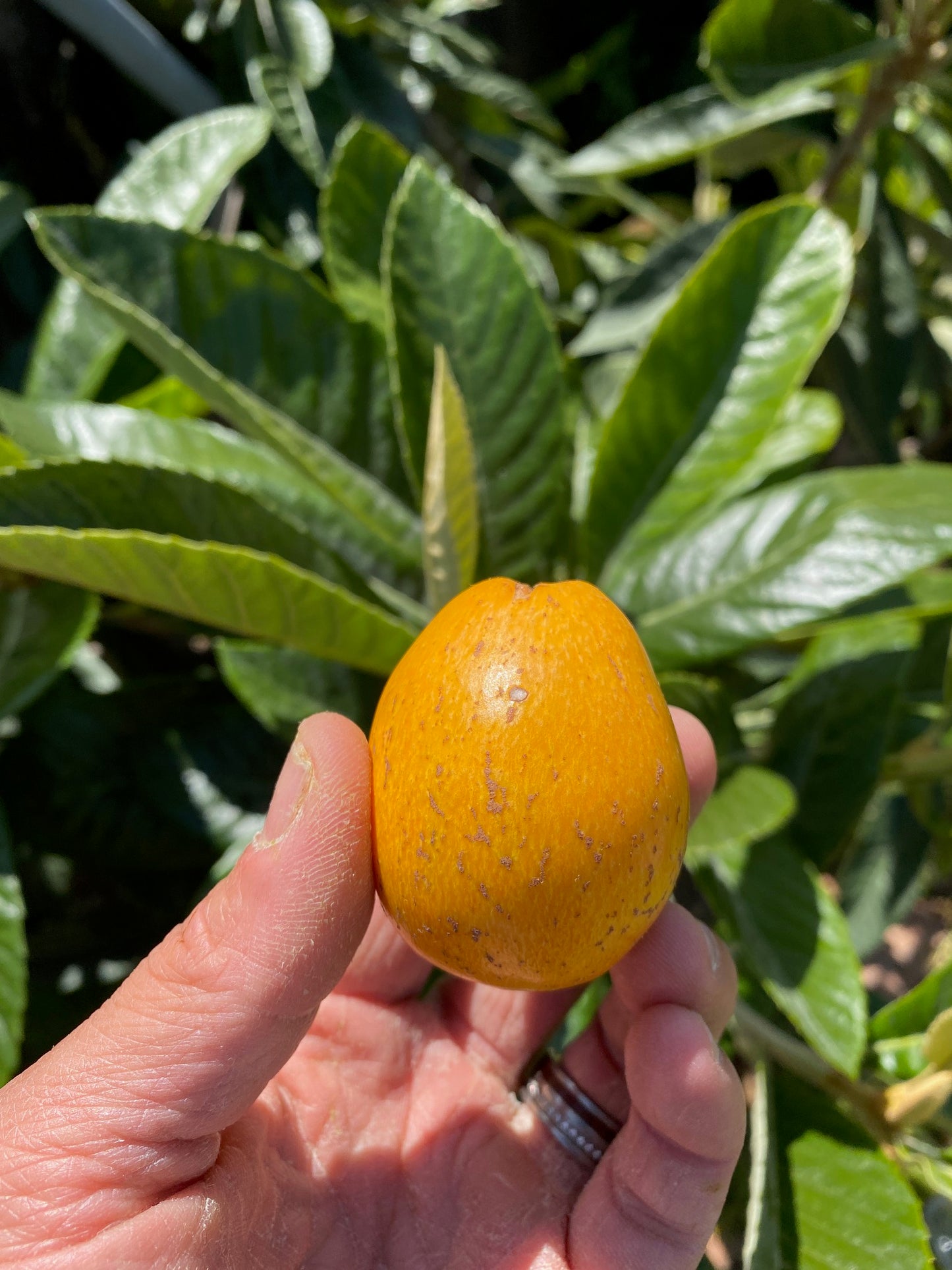Loquat - Eriobotrya japonica (Large)